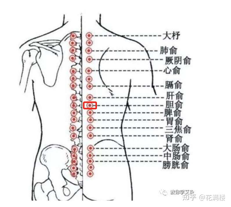从减肥到胆结石到手术切胆的一些经历 知乎