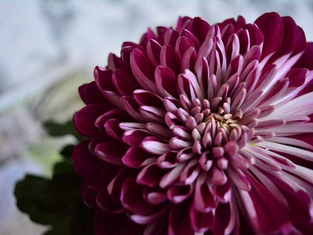 稀有的黑菊花来袭你见过么