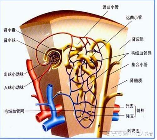 解析 什么是慢性肾衰 5分钟了解肾脏功能以及保险的实际运用 知乎