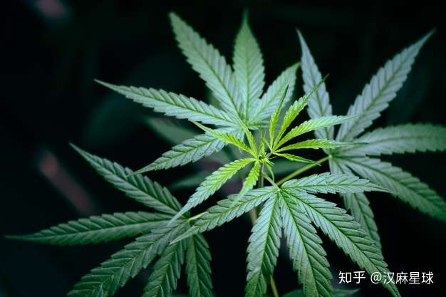 一分钟了解与汉麻有关的名词和概念