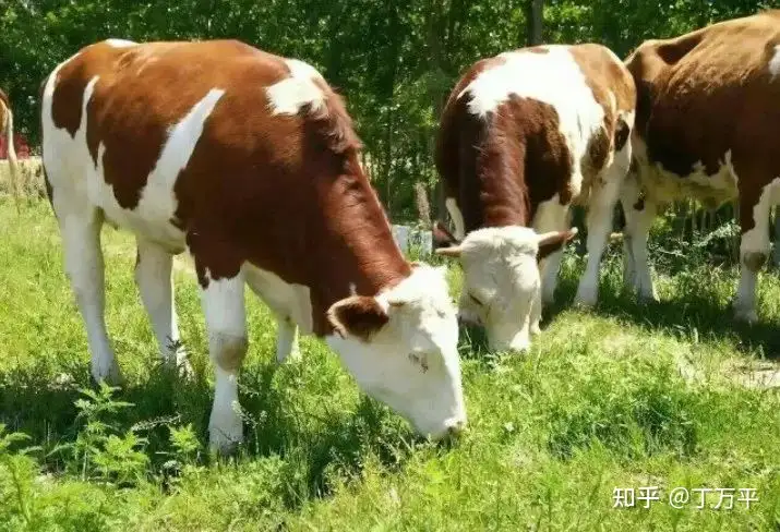 我好惨啊！买到猪料牛，13头死了6头，西门塔尔牛小牛浙江肉牛犊价格