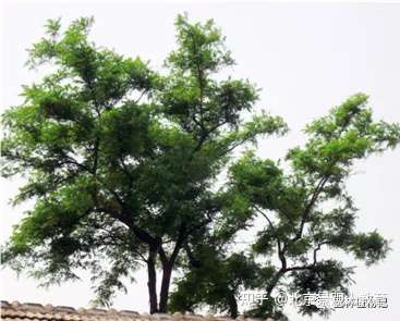 景观人植物理论系列 北方园林绿化常用乔木总述 知乎