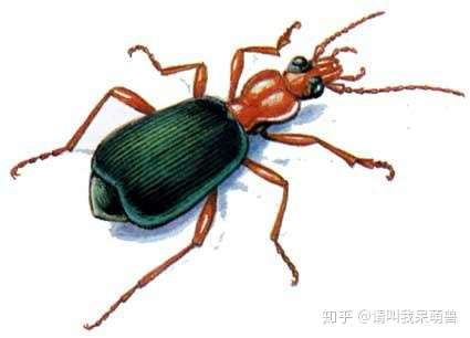 请问这是什么虫子?求解?