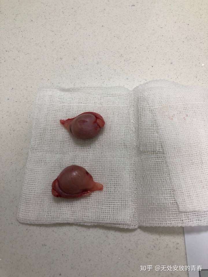 给猫咪阉割是否正确