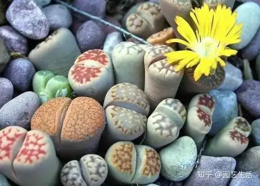 这多肉不常开花 摸上去硬邦邦似石头 名家生石花颜值真不赖 知乎