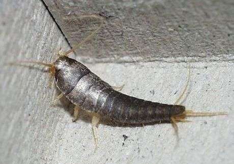 如图请问这是什么昆虫