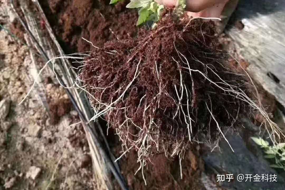 生物菌冲施肥对促进植物生根效果怎么样 知乎