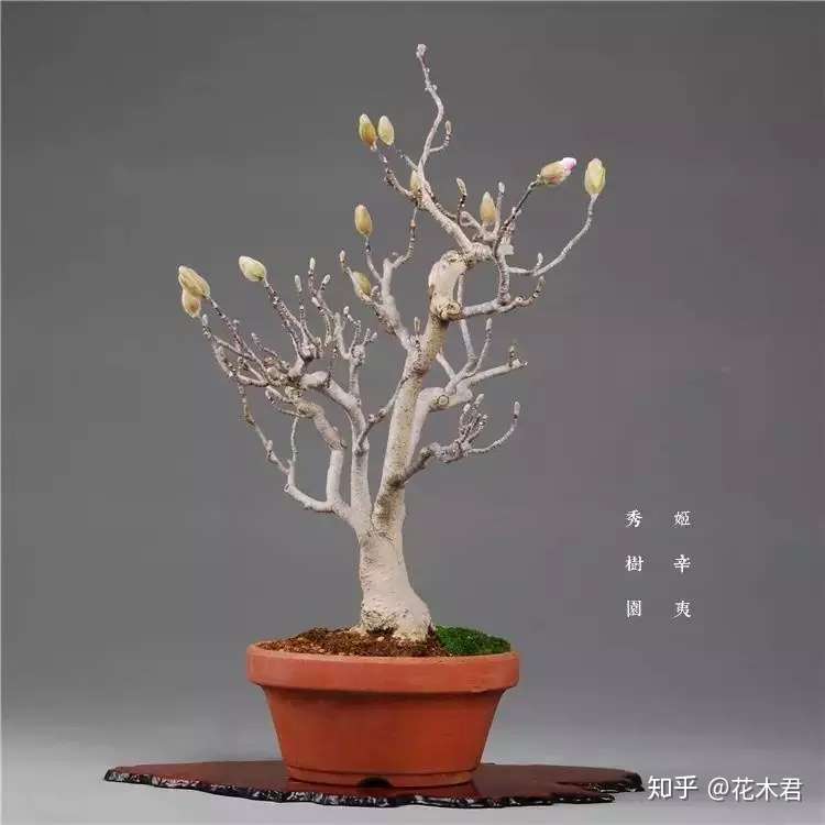 辛夷盆景的鉴赏与制作养护 知乎