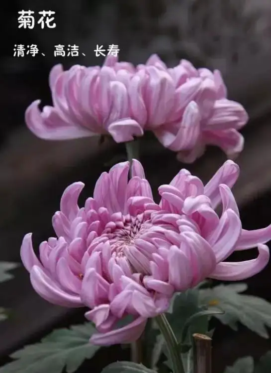 换季换支花 秋季花草图鉴 看这里就够了 知乎