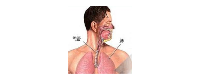 為什麼支氣管擴張的人很瘦