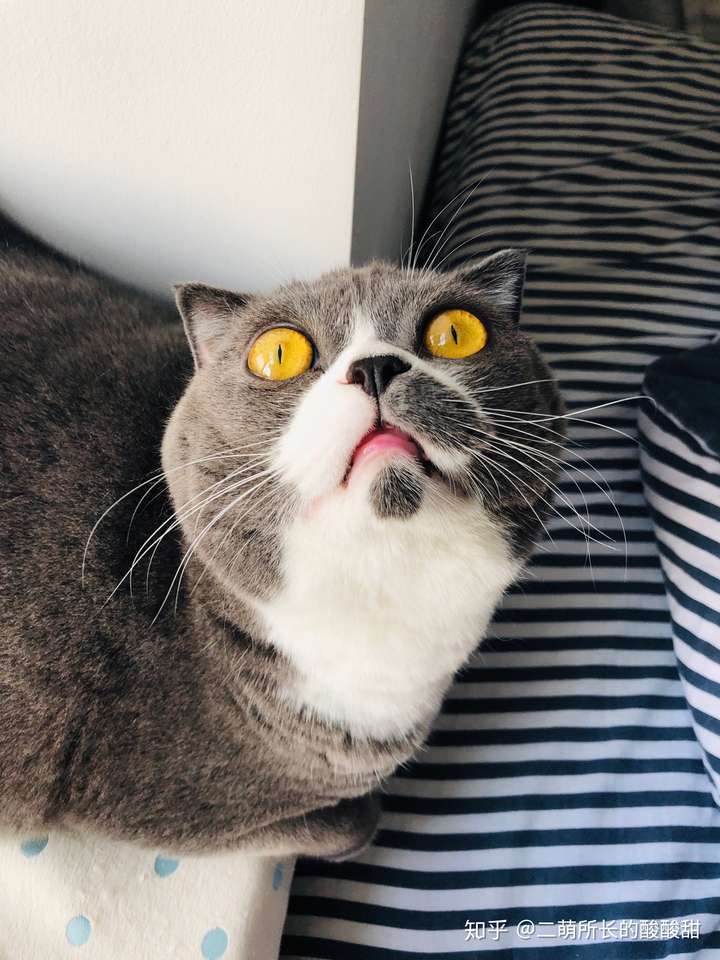 挺好的 品相也不算差 我家蓝白小时候很丑 长大了吃好了还不是乖