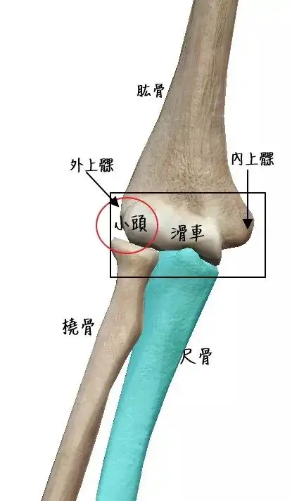 胳膊肘位置图片大全图片