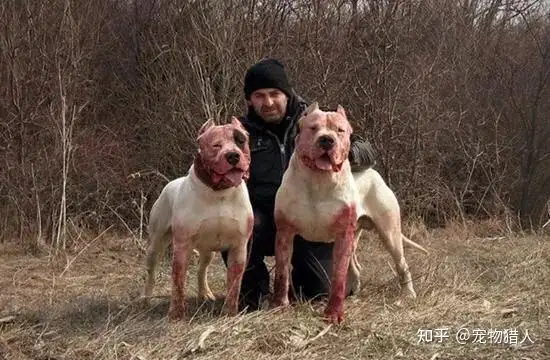 各国猛犬大全，建议收藏”