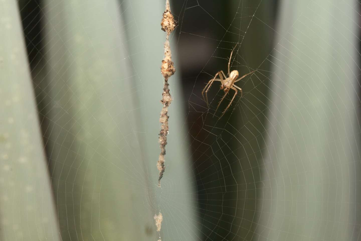 ここからダウンロード 蜘蛛何類