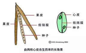 豌豆果实结构图片