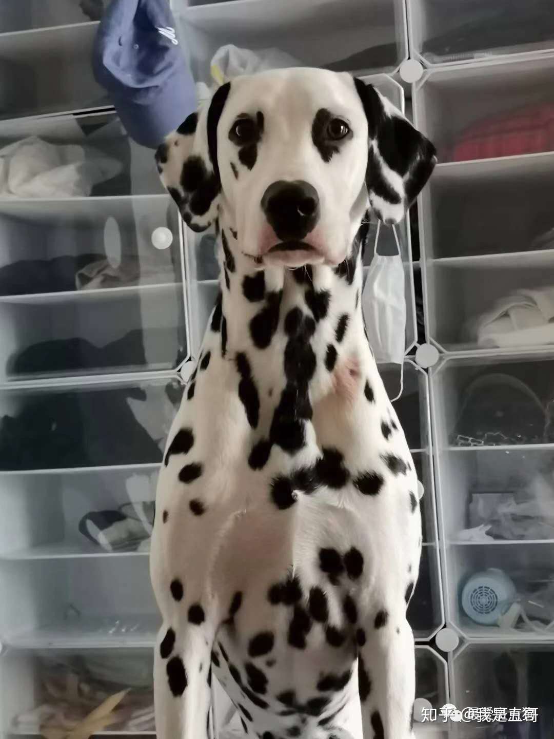 斑点狗大麦町犬价格 知乎