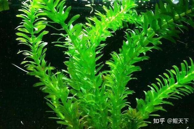 盘点6种叫 蜈蚣草 的水草 知乎 盘点6种叫 蜈蚣草 的水草 知乎