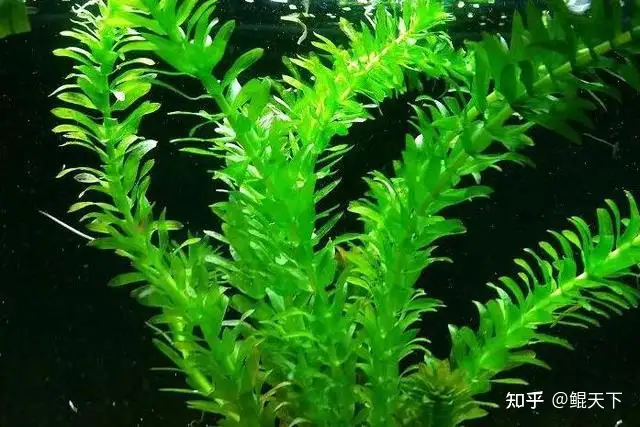 盘点6种叫 蜈蚣草 的水草 知乎