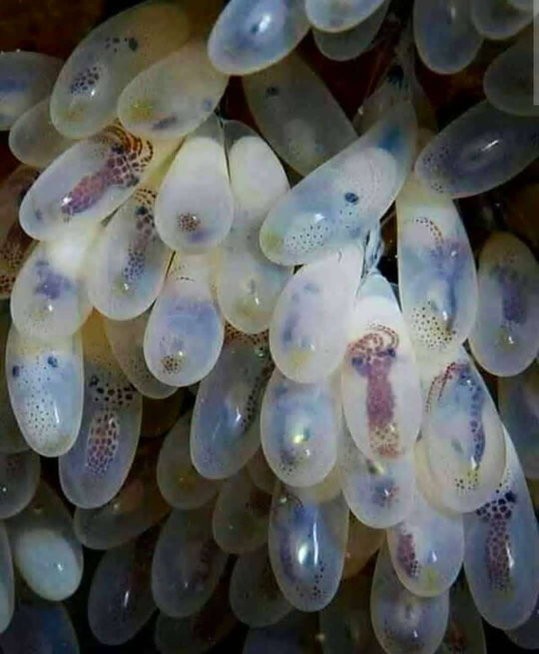 成簇的章鱼卵