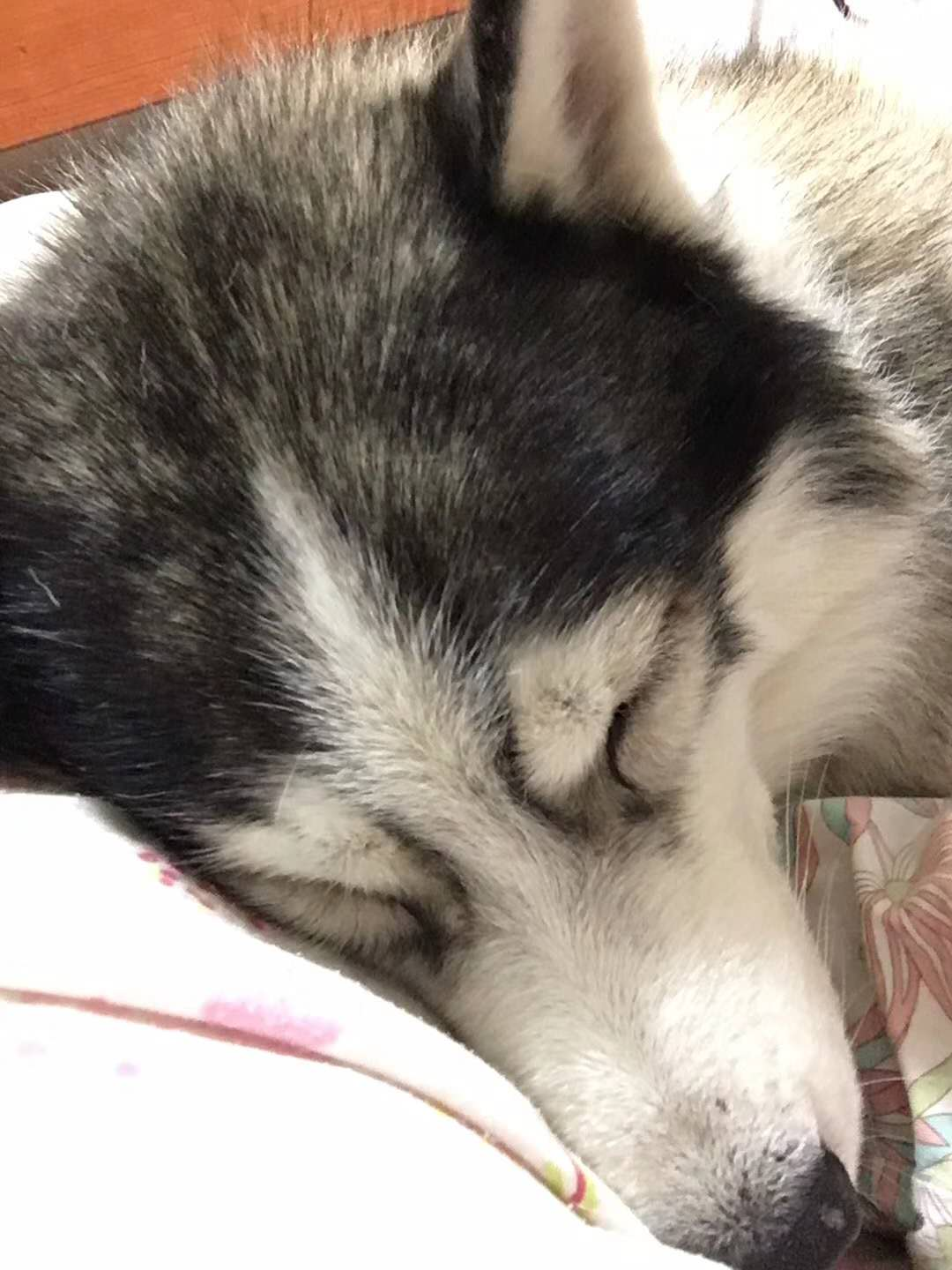 狗狗因长期反复便秘进入急诊室 小毛病成致命杀手 铲屎官要注意 巨结肠 知乎