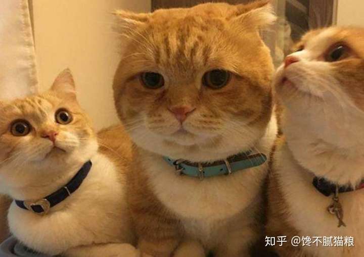 为什么不保举养橘猫？那几个缺点，不是人人都能承受的