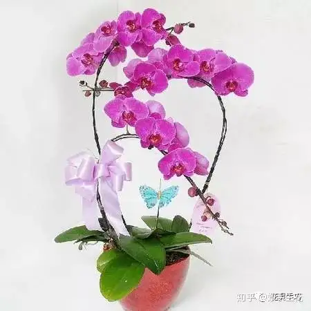 33种花艺常见花材介绍(多图) - 知乎