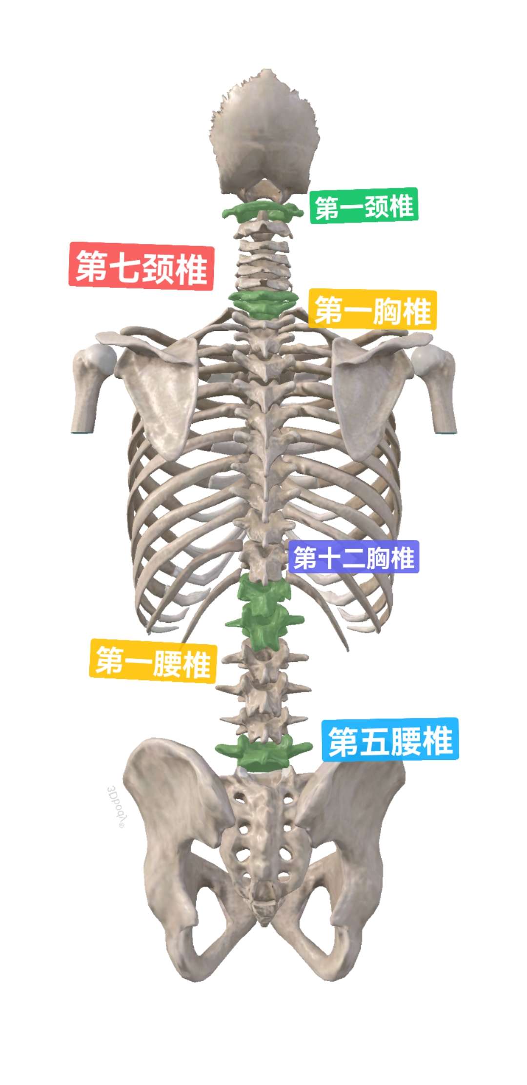 七节骨位置图片