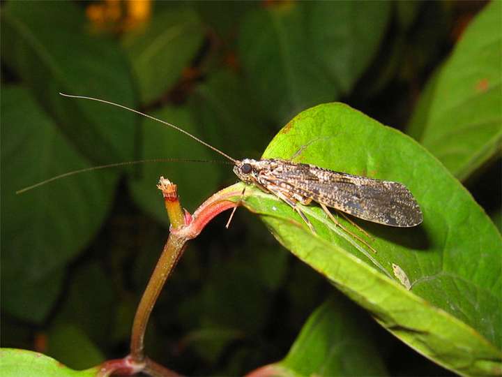 铁线虫是什么生物（铁线虫到底有多可怕）