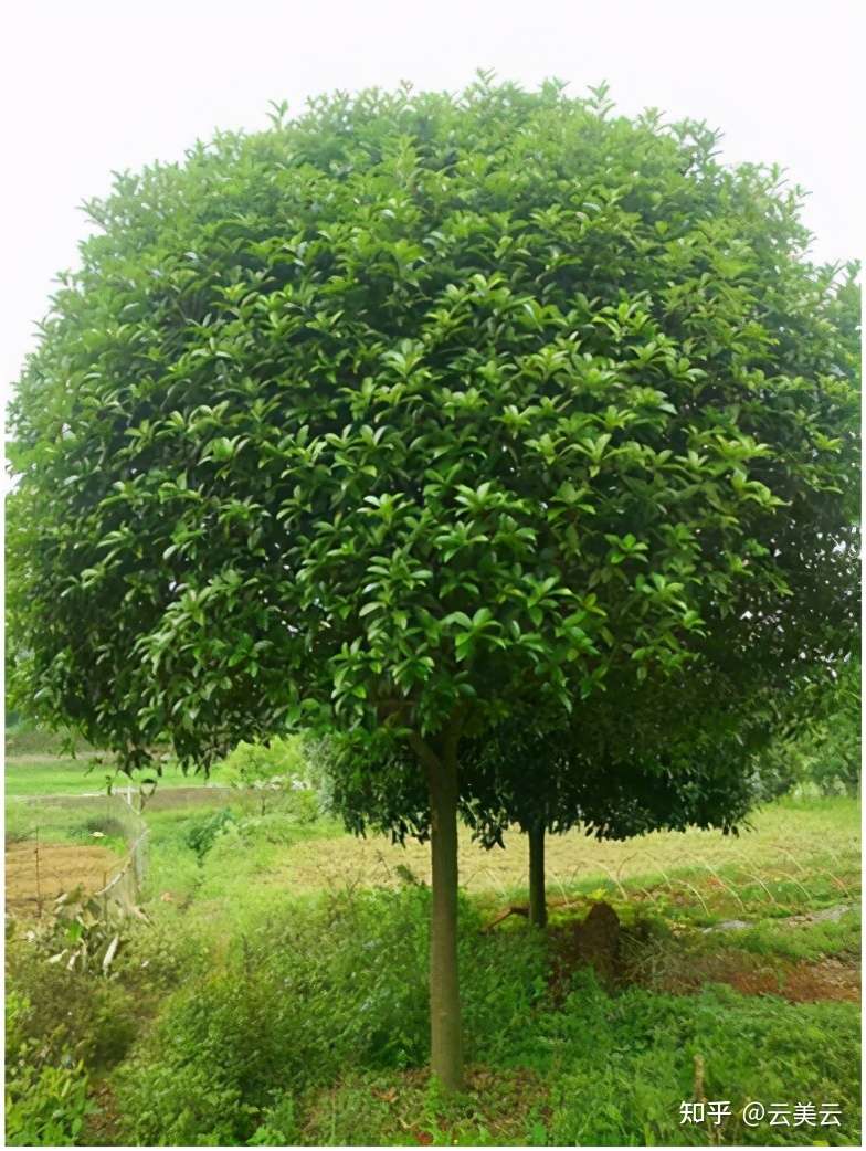 适合华南地区种植的庭院树 知乎
