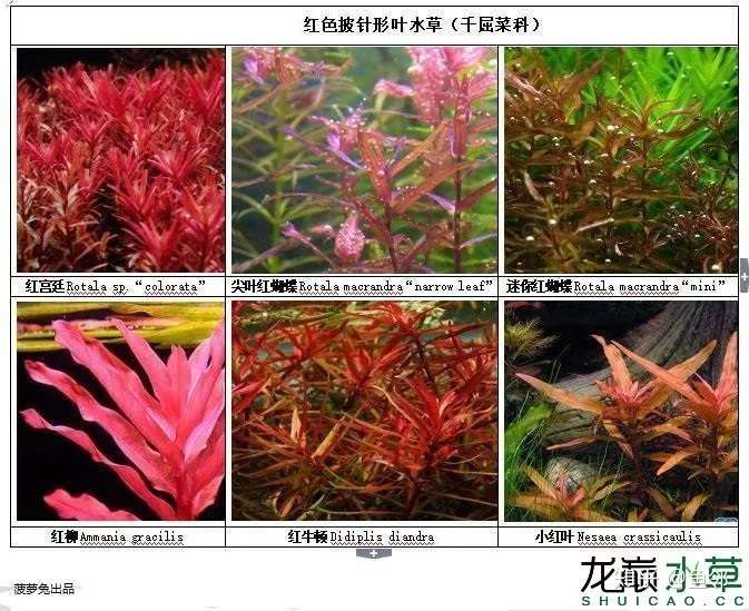 86种红色品系水草合集 总能找到你想要的 知乎