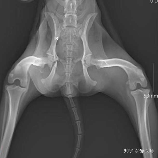 一例车祸后多处骨折的田园犬 经历失败的手术后 仍然瘫痪 针灸中药运动医学齐上 终于可以站起来了 知乎