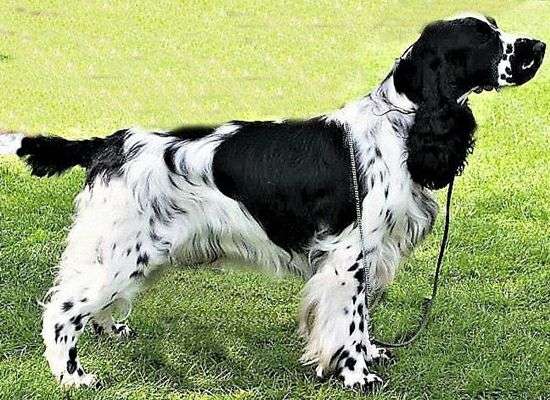 史宾格犬到底是不是按照展示型和狩猎型进行区分的