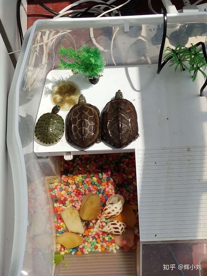 草龟和巴西龟混养可以吗?