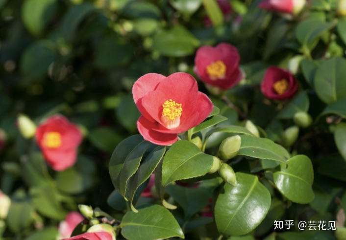 原创 一周一花茶花 知乎