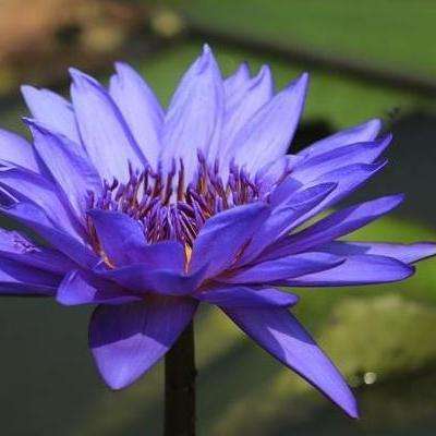 睡莲 睡莲科睡莲属水生植物 知乎