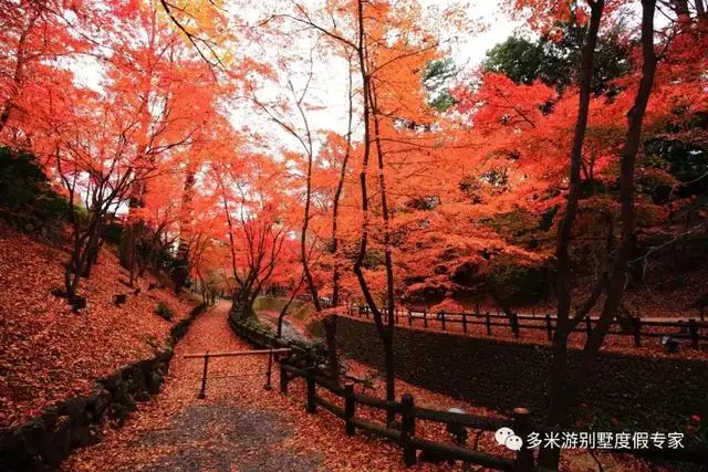 日本 与京都红叶相比 樱花根本不值一提 知乎