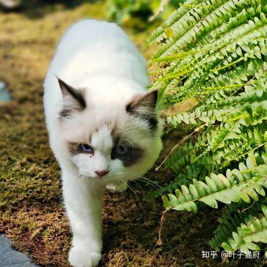 多肉植物对猫有危害吗 知乎