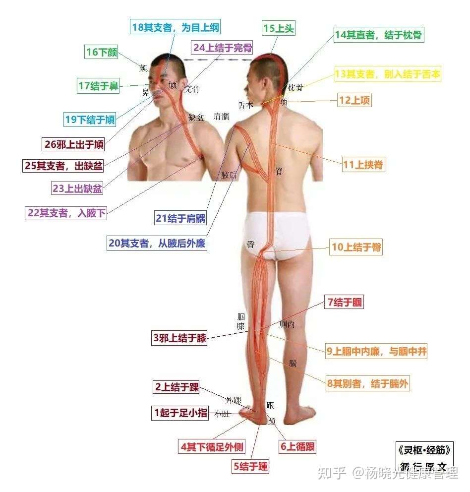 十二经筋高清图解 真人演示 推荐收藏 知乎