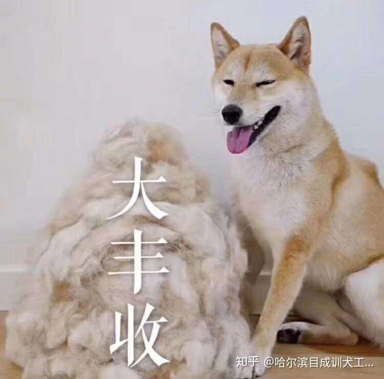 犬的几种常见心理现象 四 嫉妒心理复仇心理争功 邀功心理 知乎