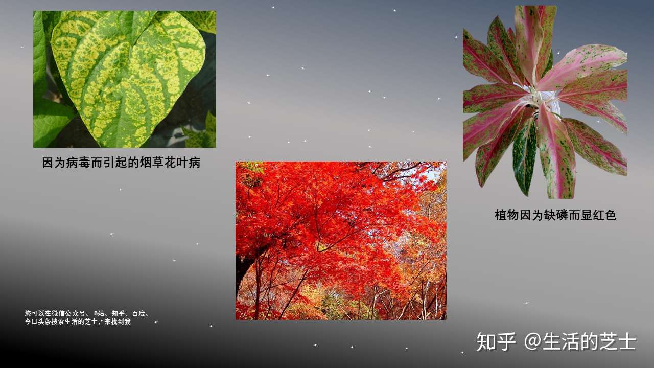 植物叶片的颜色之谜 知乎