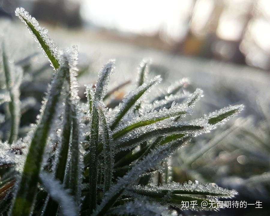 霜草 知乎