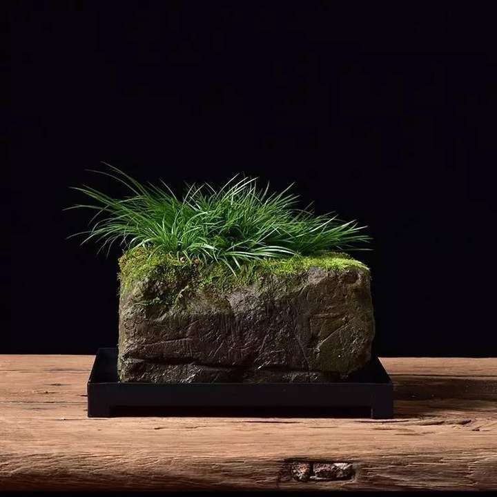 上水石上栽什么植物好(吸水石上种什么植物)插图(2) 上水石上栽什么植物好(吸水石上种什么植物)插图(2)