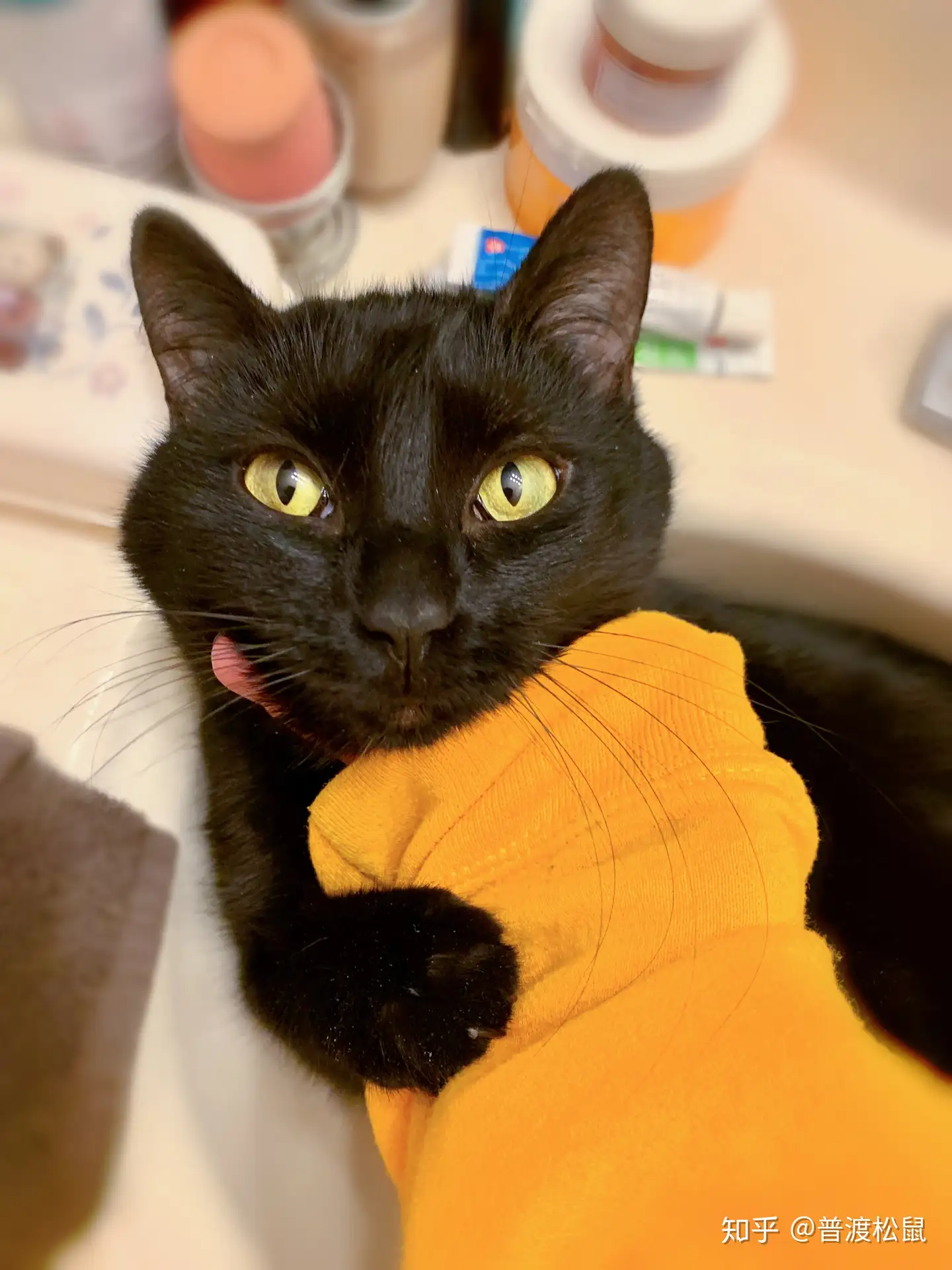 带宠物 猫 从美国回中国攻略 知乎