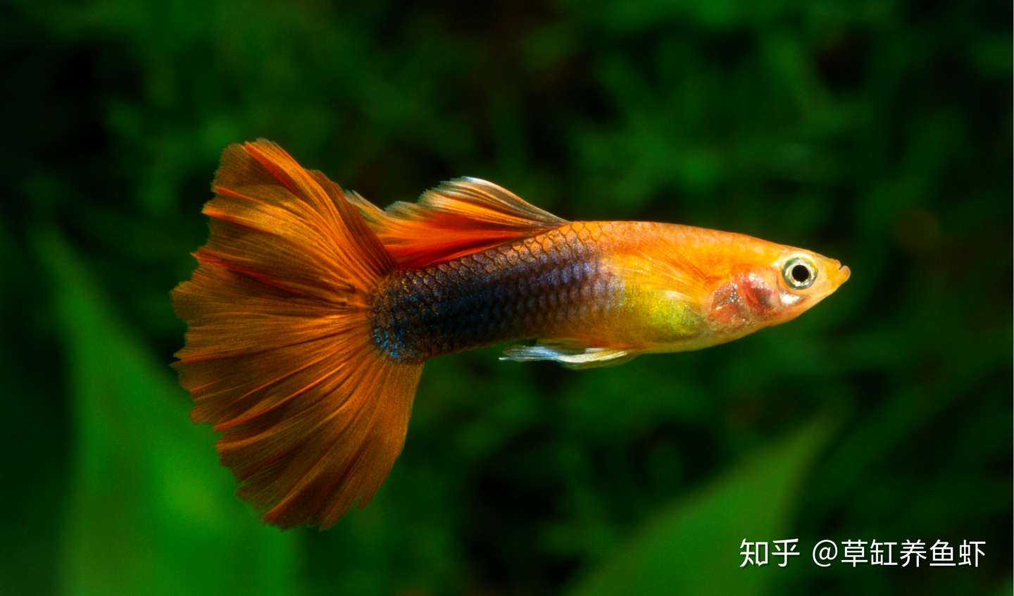 能不能用绿水养孔雀鱼 当然可以 不仅能养好 还能养得更漂亮 知乎