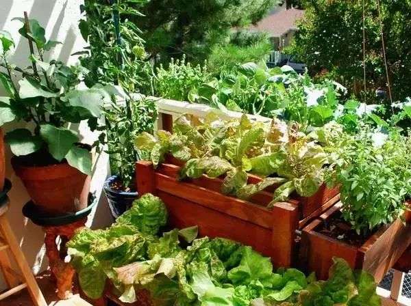 哈哈 30天在家吃到自己种的绿叶菜 知乎