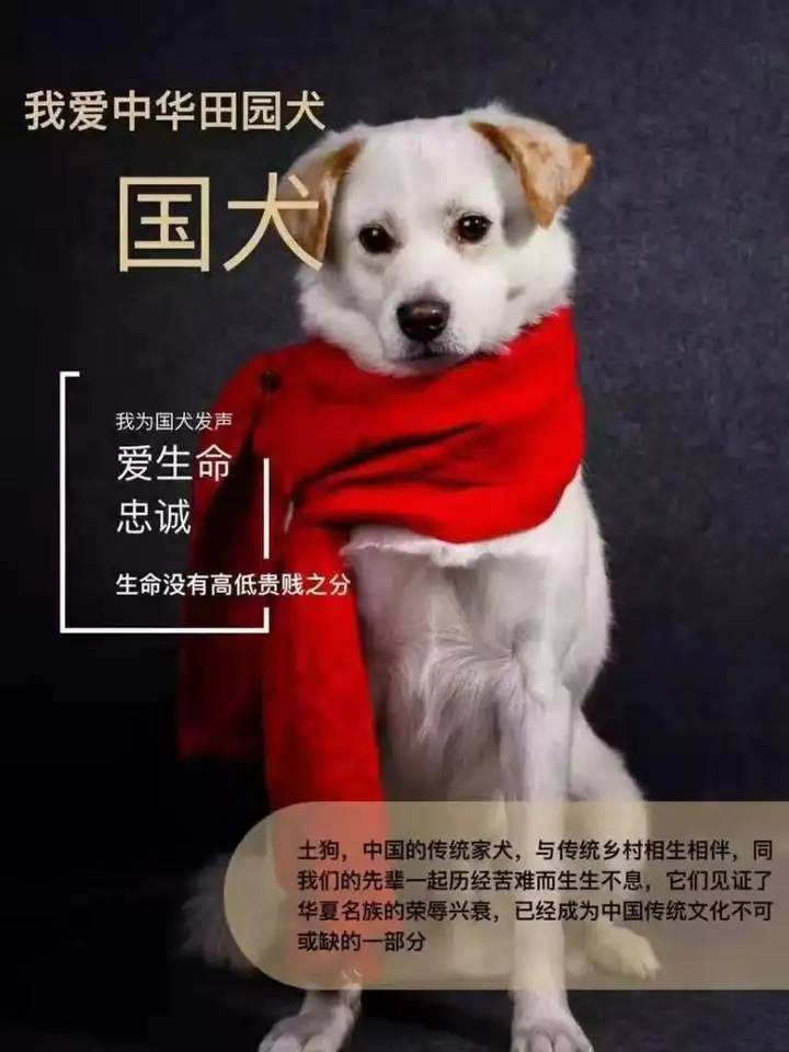 这些中华田园犬品种你认识几个？”