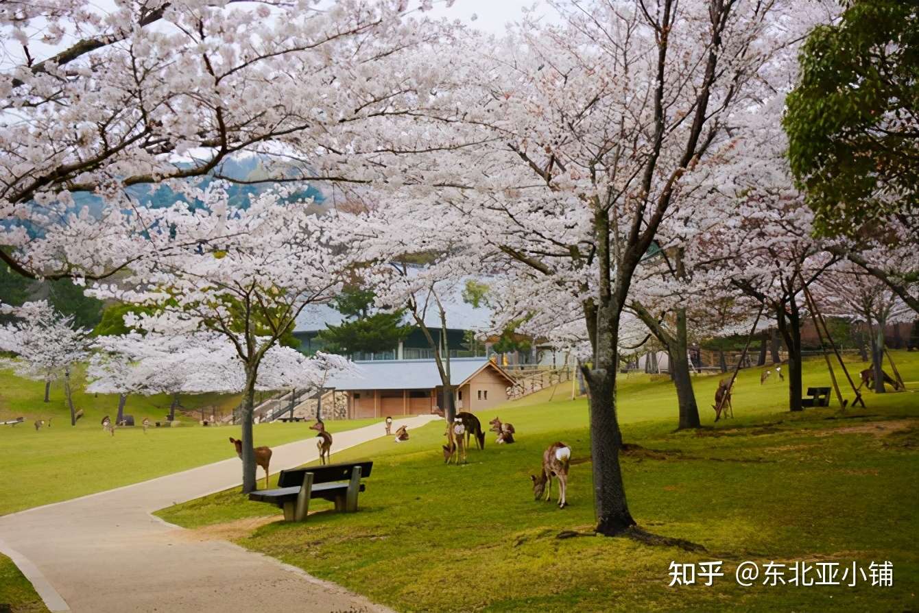 东北亚小铺店掌柜日本奇遇之神鹿奈良 知乎