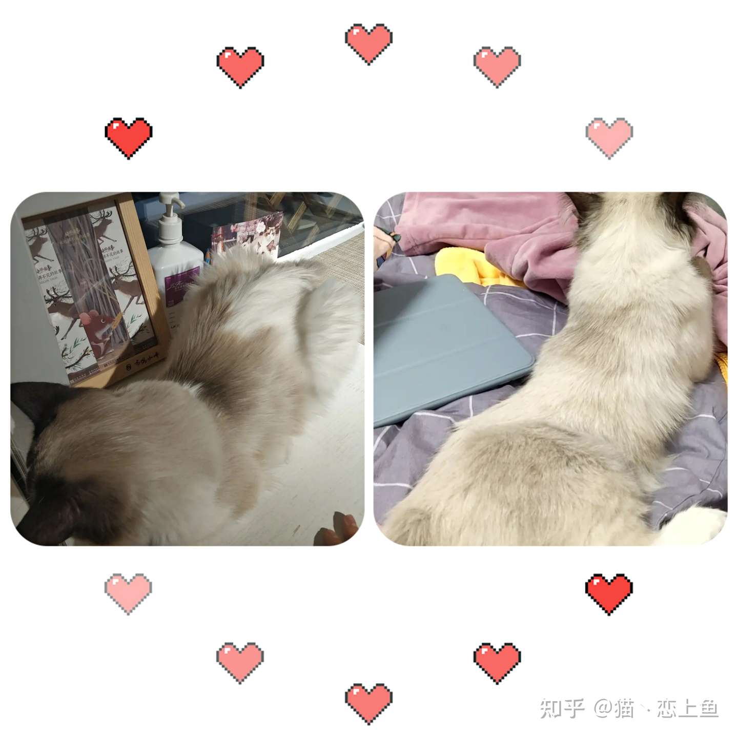 为什么我的布偶猫毛量那么少 知乎