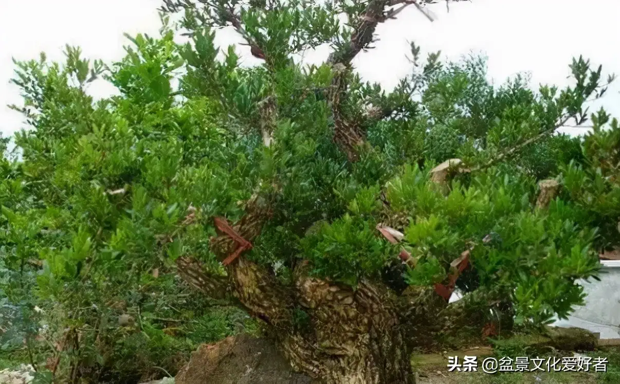 它被称为“木中之王”，寓意吉祥生财，诗神苏轼称它有君子之风- 知乎