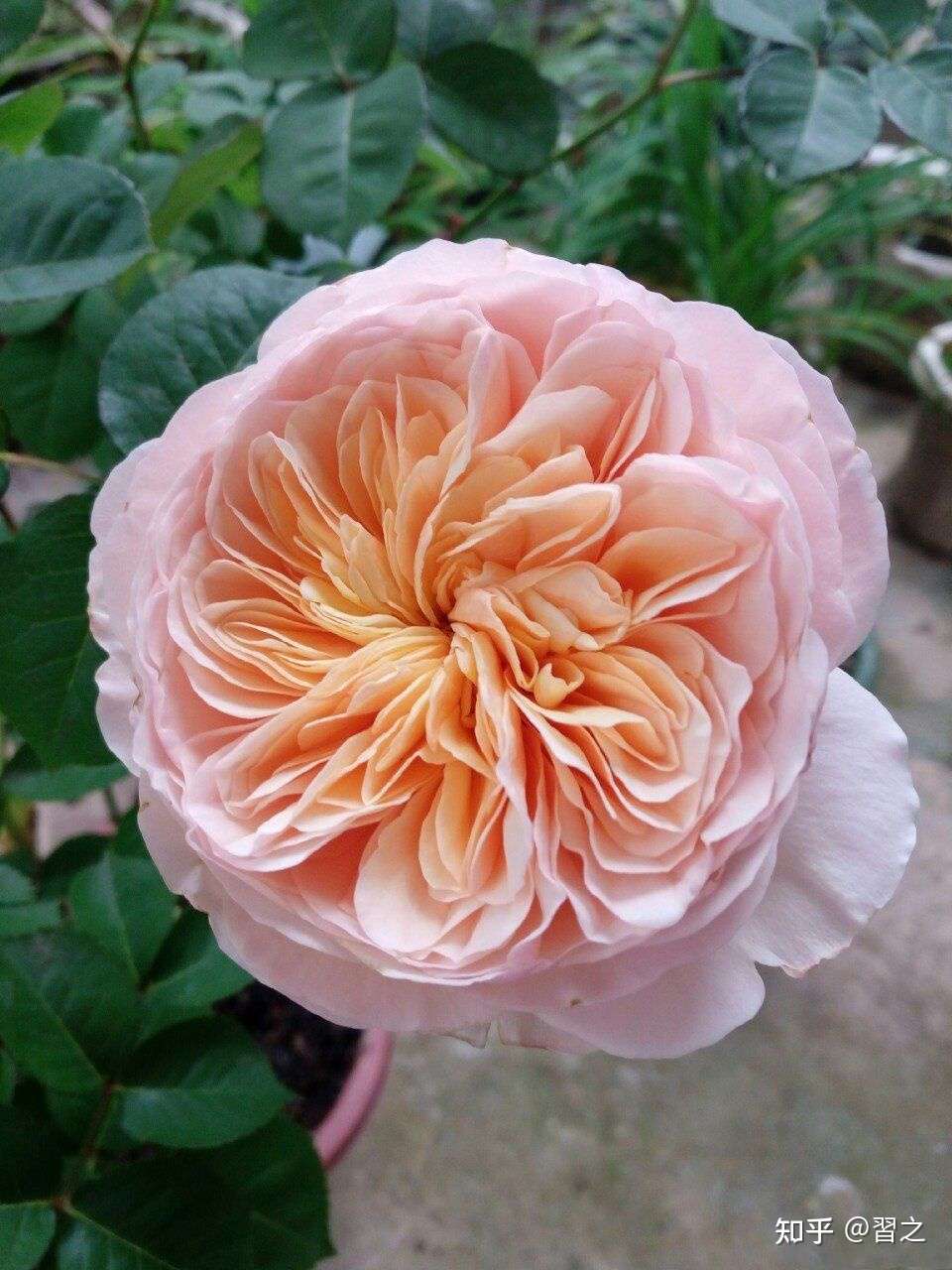 我种出的月季花 南方易度夏月季推荐 知乎